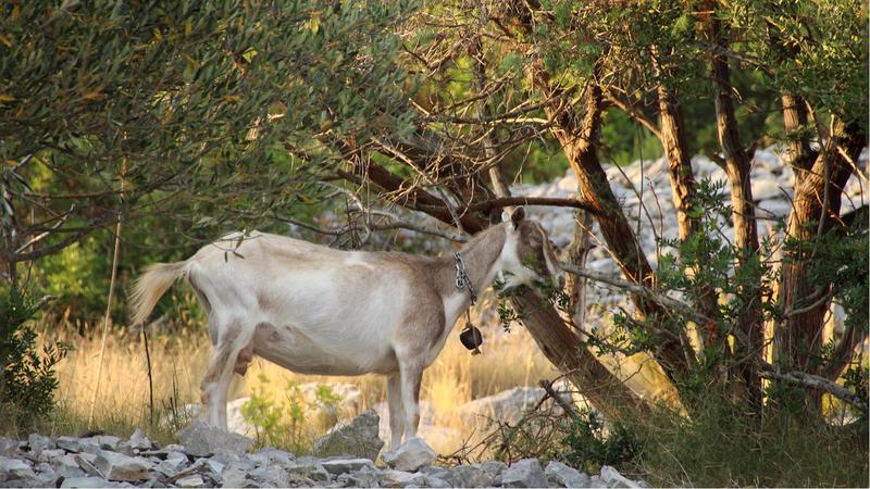 Restaurant Sismis buoys