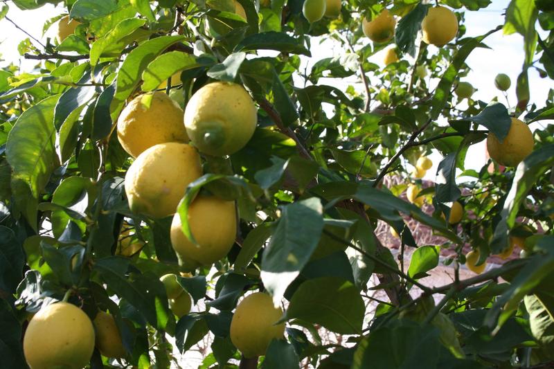 Restaurant Carubo Buoys