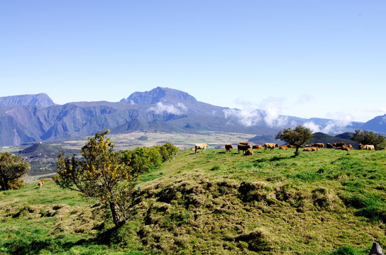 photo L'Eden de la Grande Ferme (situé à la Plaine des Cafres , île de la Réunion) 