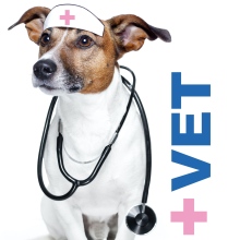 Zvětšit obrázek: Aneta Křesalová, veterinář Brno