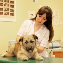 Powiększ obraz: Żaneta Listowska, weterynarz Mrągowo