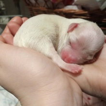 Powiększ obraz: Dominika Brania, weterynarz Zamość