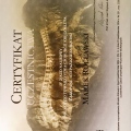 Powiększ obraz: certificate 49