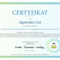Powiększ obraz: certificate 33