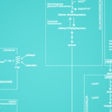 Dietetyka Molekularna