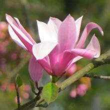 Gabinet Psychoterapii Białołęka