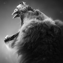 Powiększ obraz: Dagmara Cagiel-Jeż, stomatolog Kraków