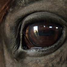 Powiększ obraz: Dariusz Polakiewicz, weterynarz Kraków