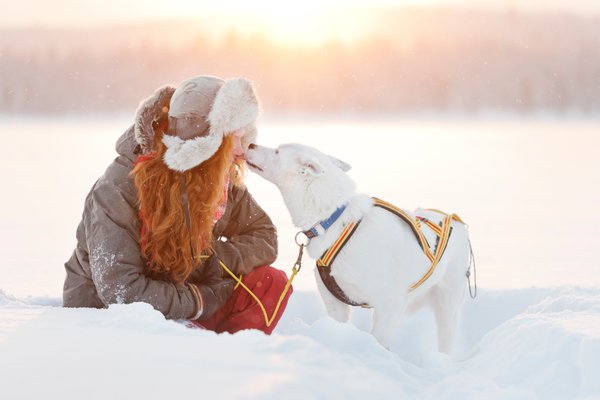 anna_öhlund-sleddog_kiss-6473-7.jpg