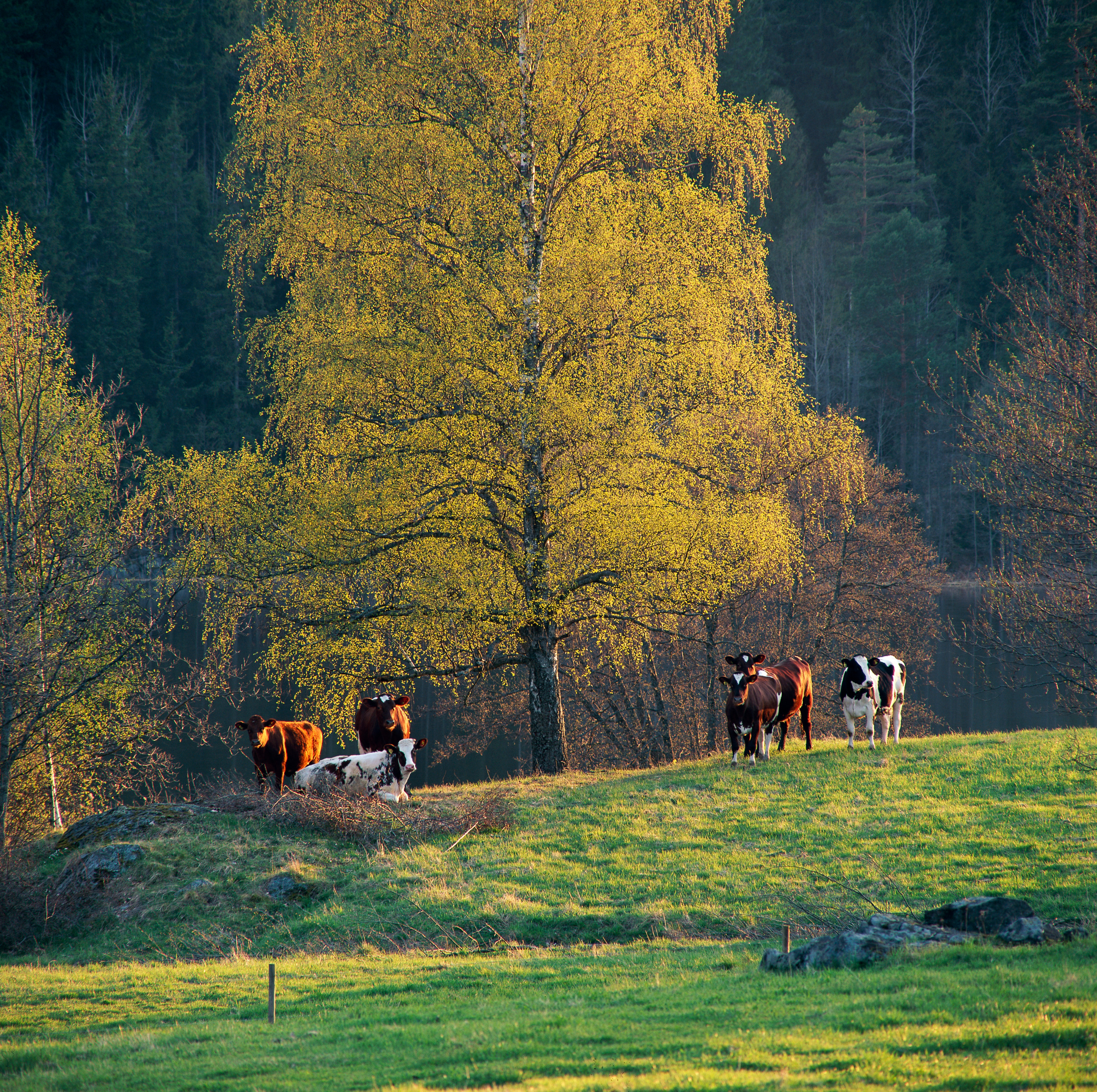 peter_gerdehag-farming-8402