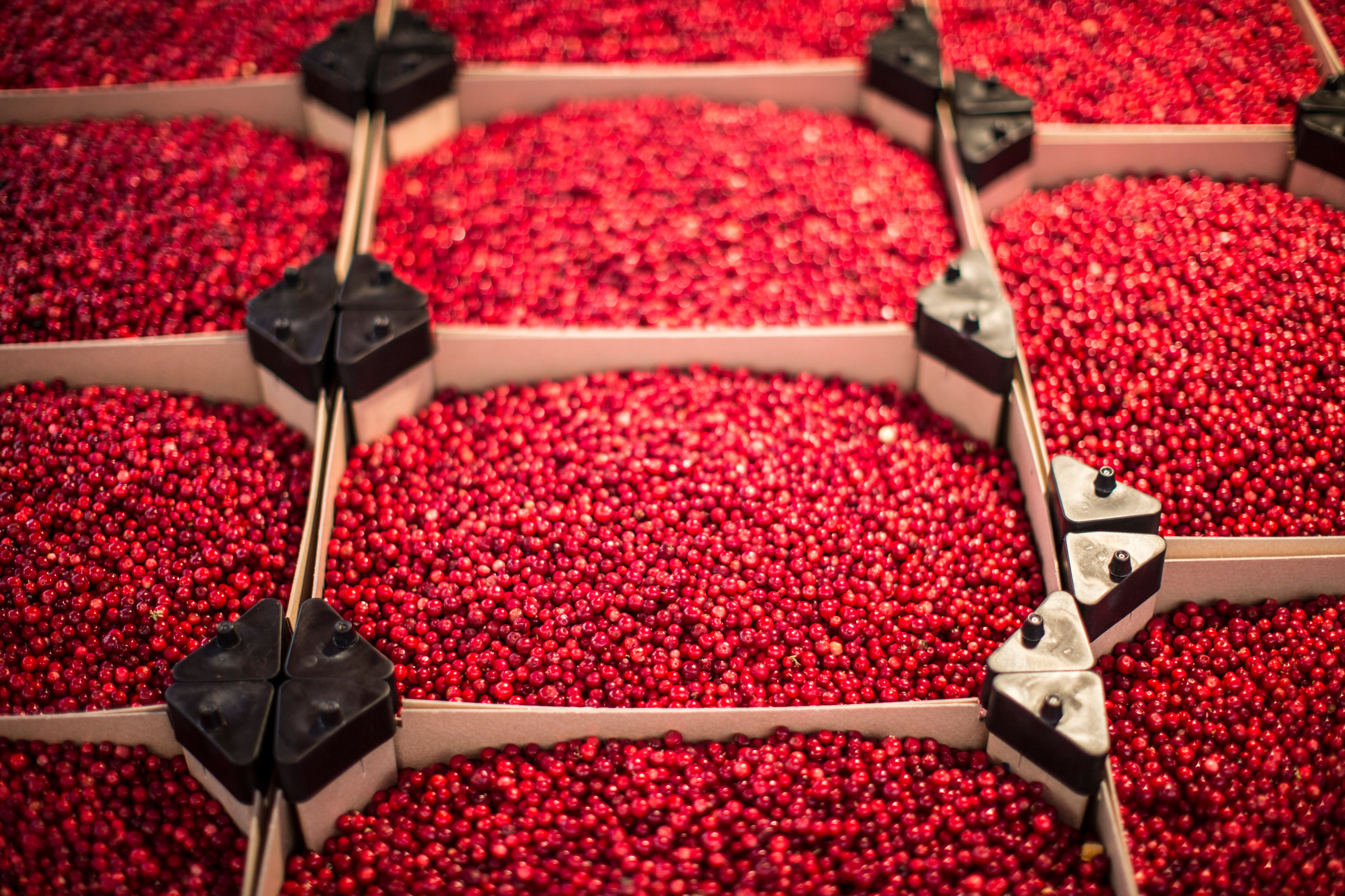 tina_stafrén-lingonberry-6332