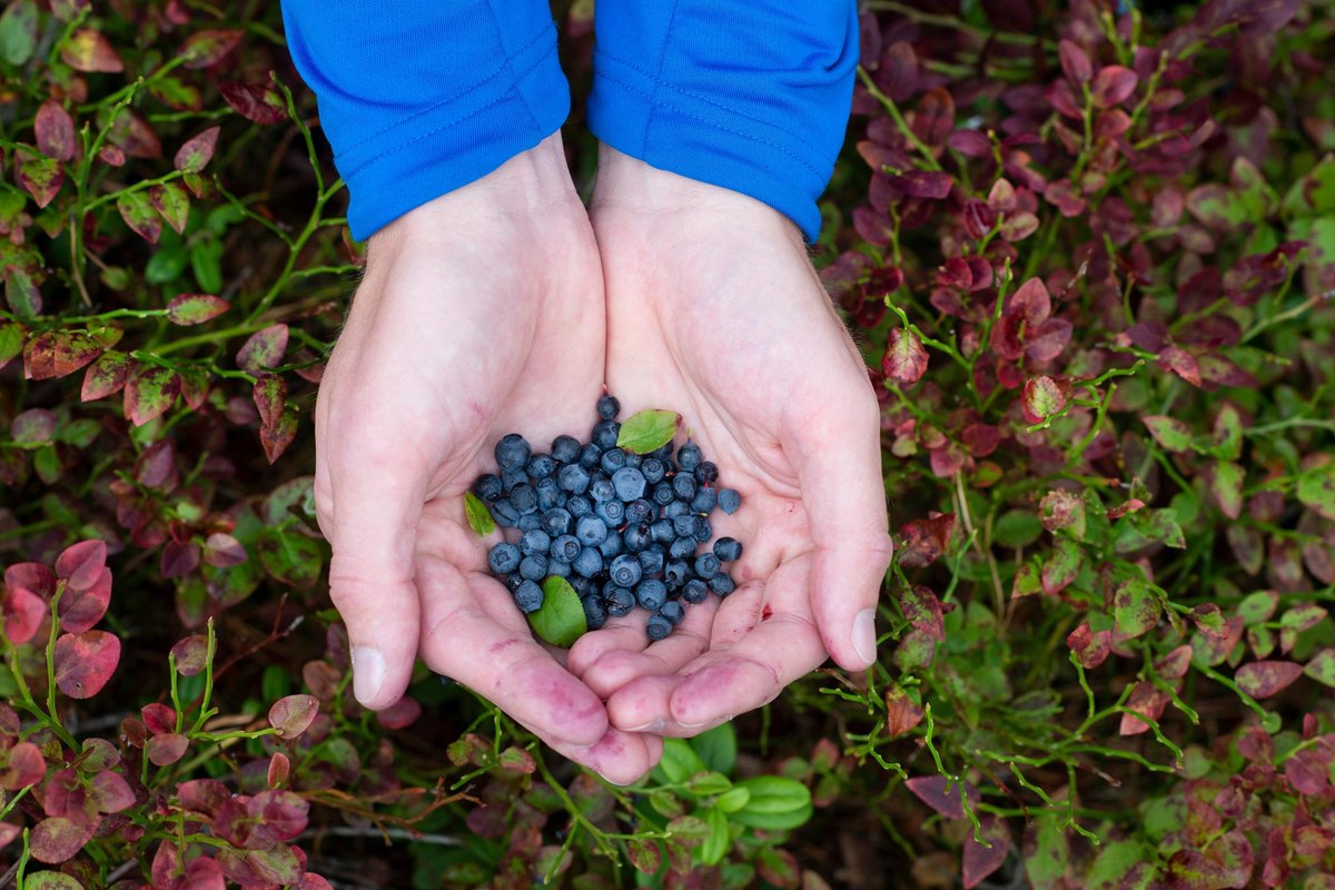 Picking blueberries